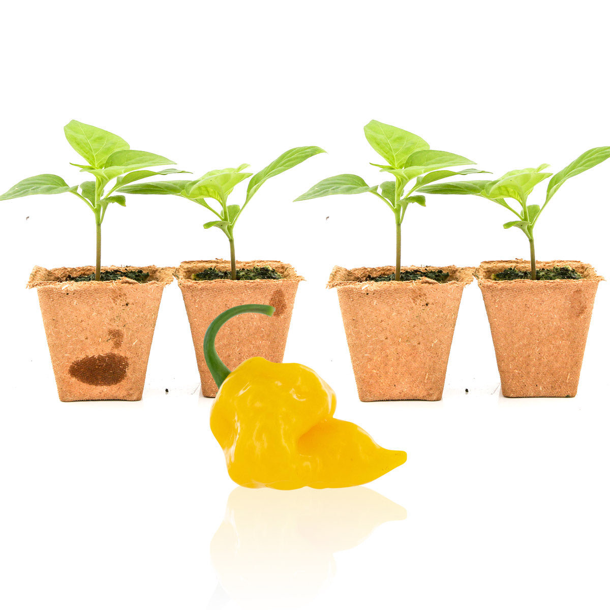 Pepper Joe's Trinidad Perfume seedlings for sale