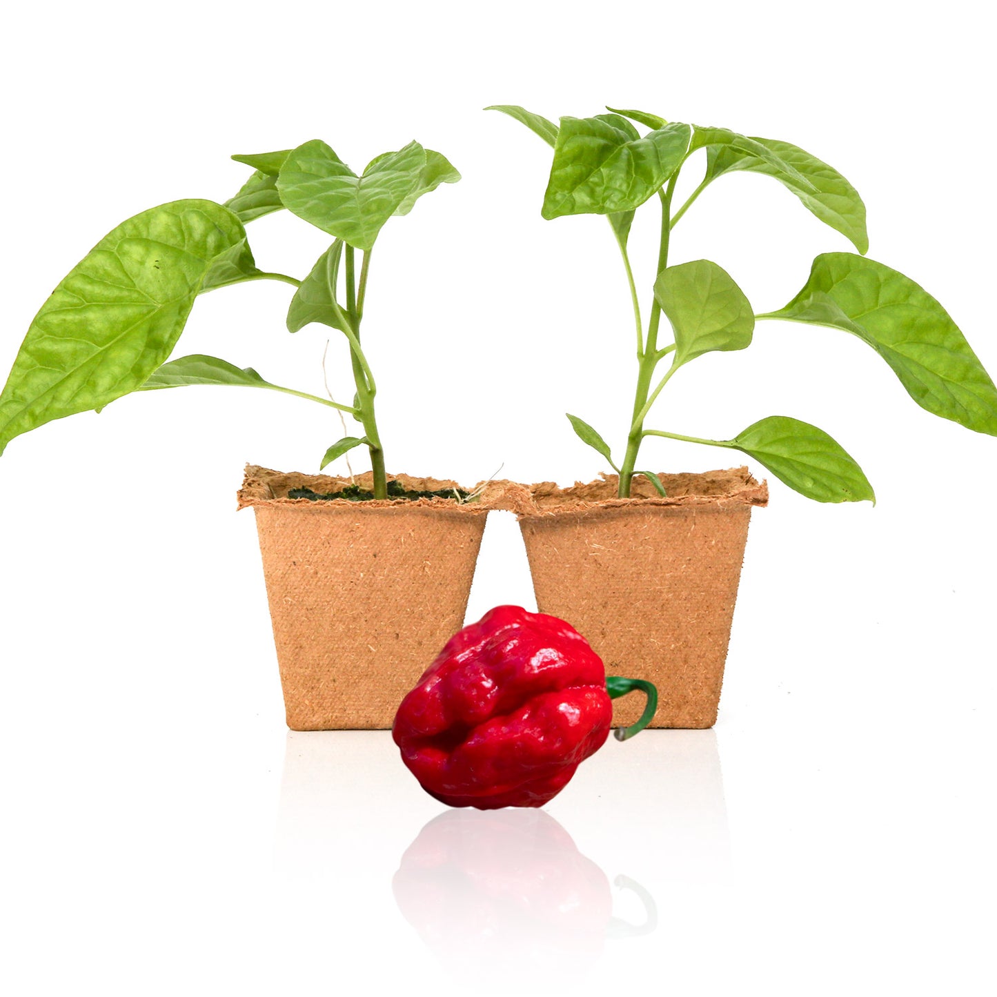 Pepper Joe's Wartryx Pepper Plants for sale