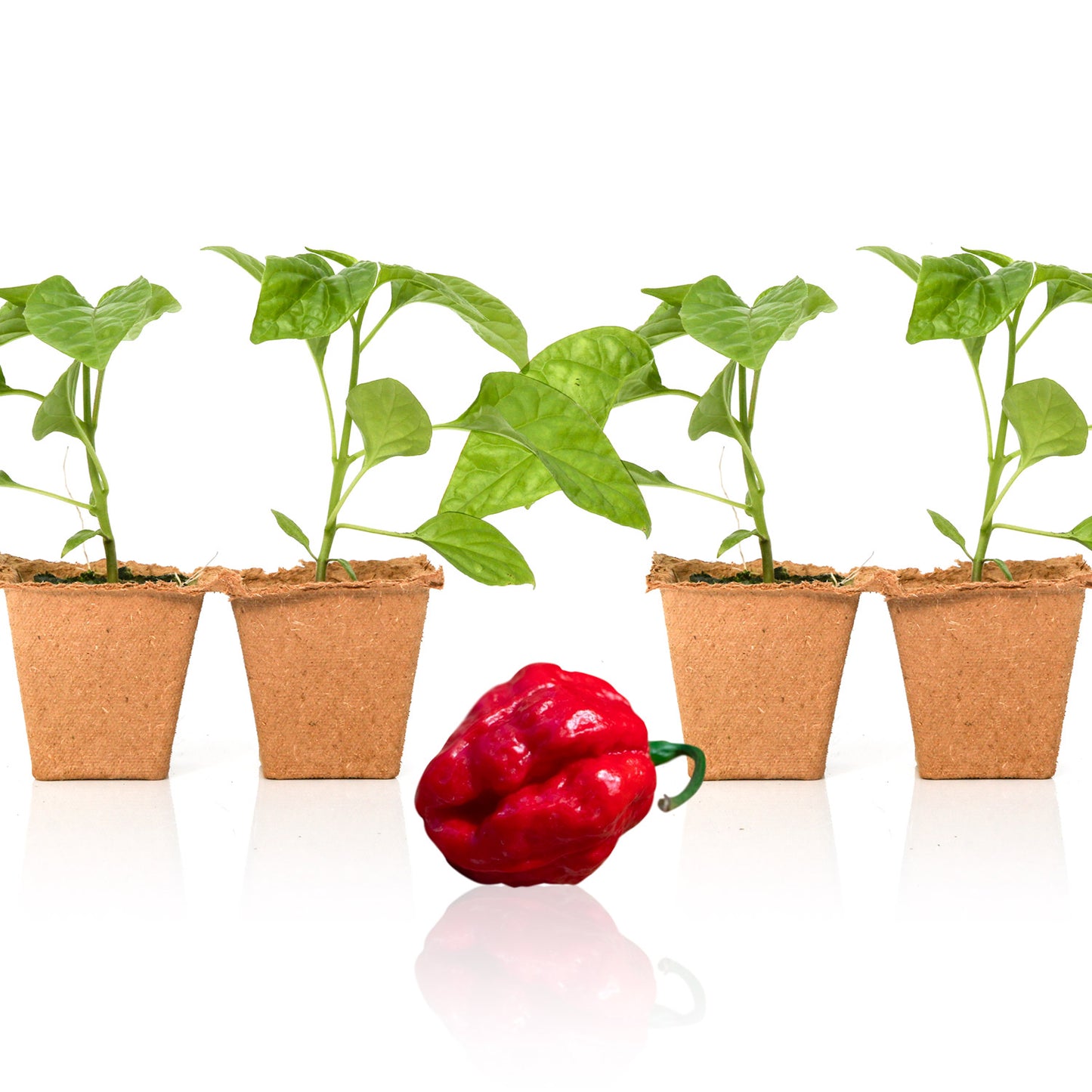 Pepper Joe's Wartryx seedlings for sale