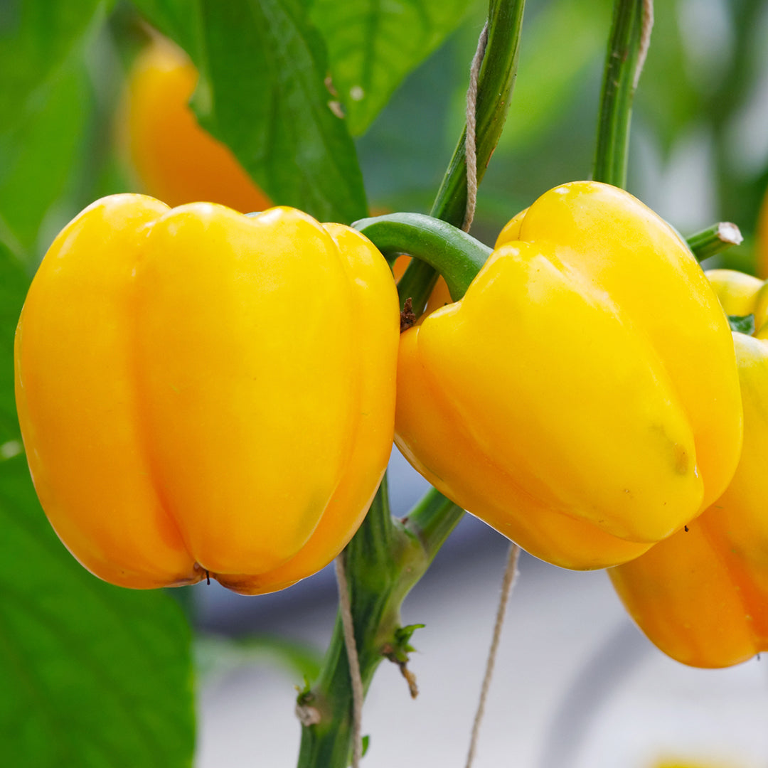 planting fresh bell pepper seeds Yellow Bell Pepper Seeds