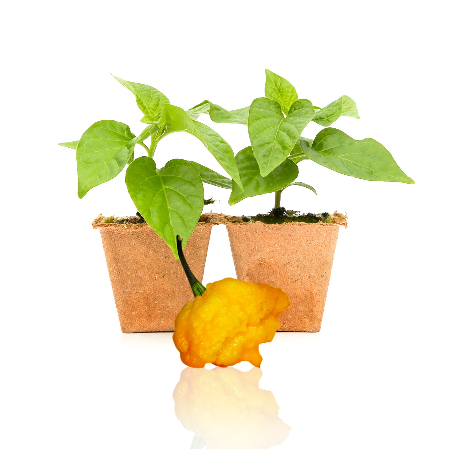 Pepper Joe's Yellow Scotch Brain Strain Pepper Plants for sale