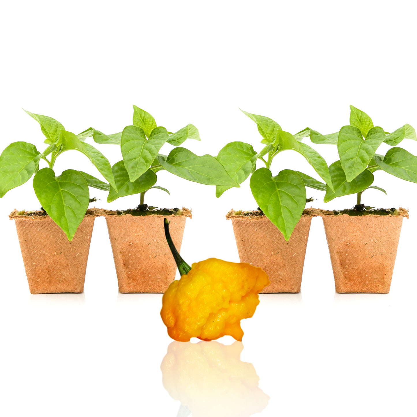 Pepper Joe's Yellow Scotch Brain Strain seedlings for sale