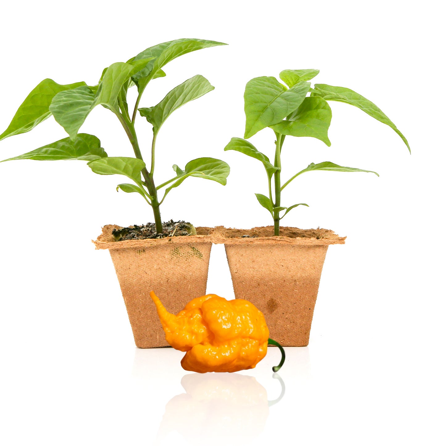 Pepper Joe's Yellow Reaper pepper plants for sale
