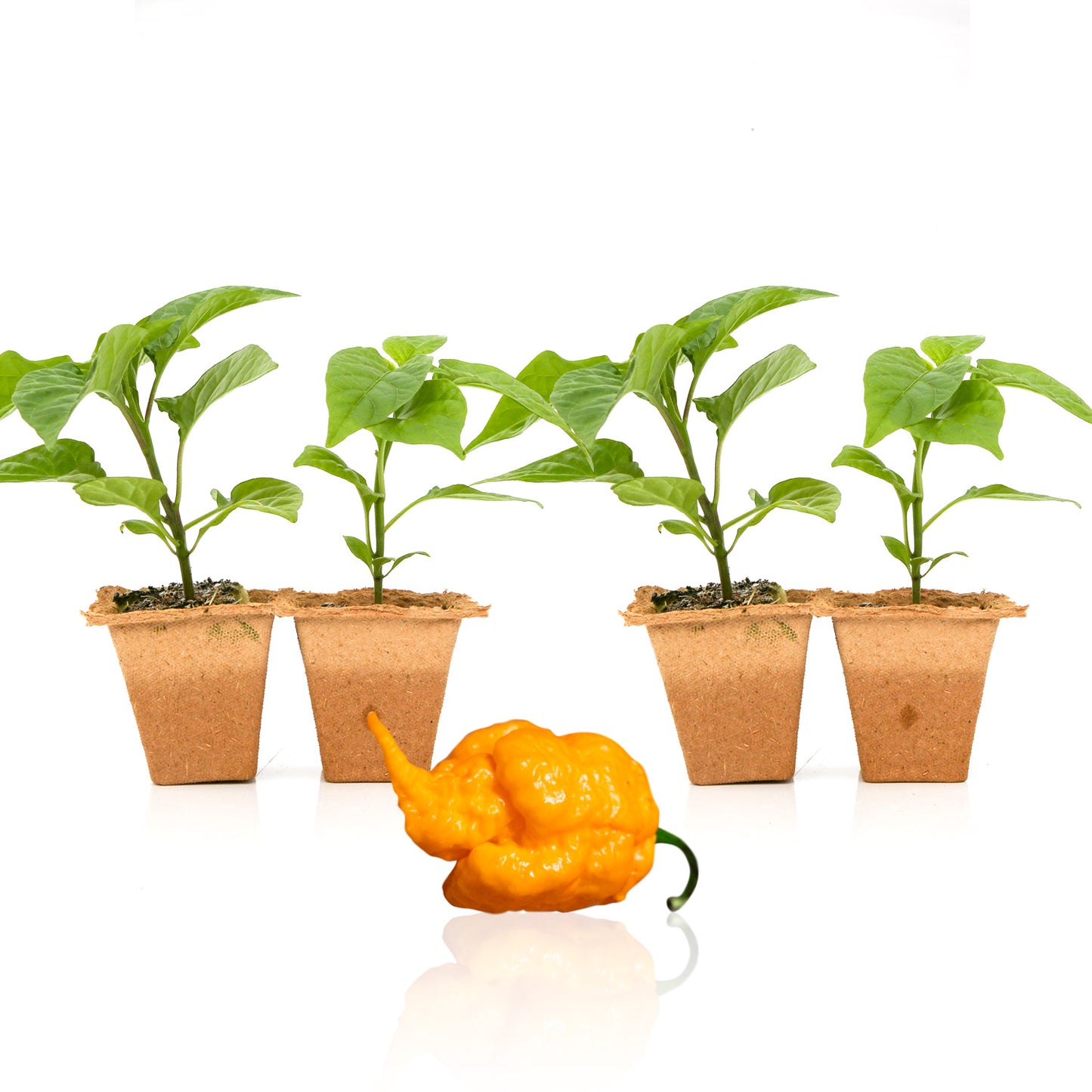 Pepper Joe's Yellow Reaper plants for sale
