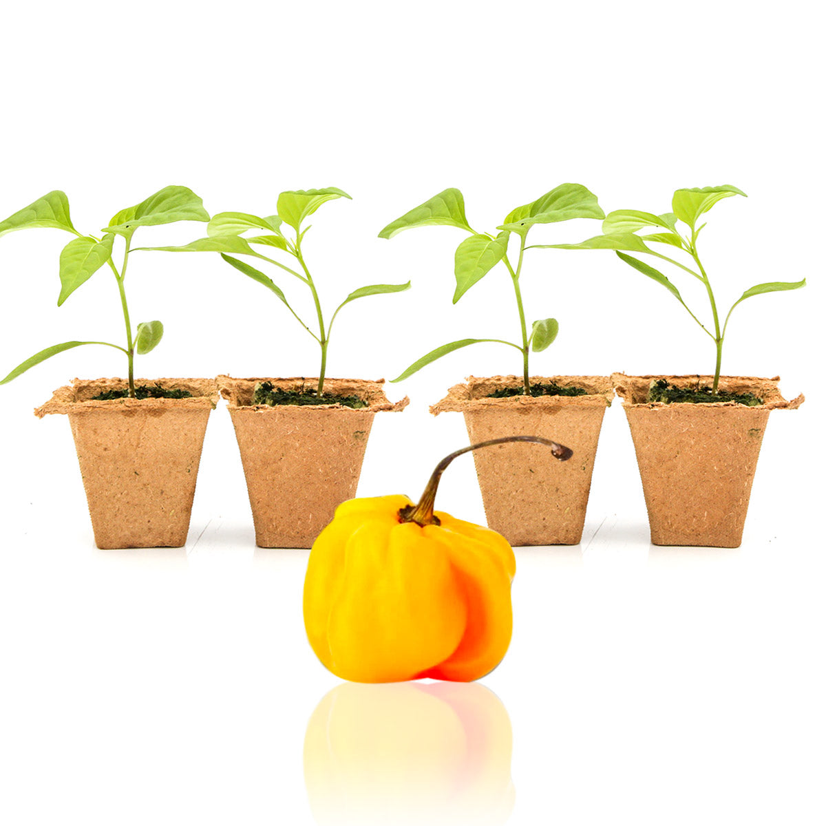 Pepper Joe's Yellow Scotch Bonnet plants for sale