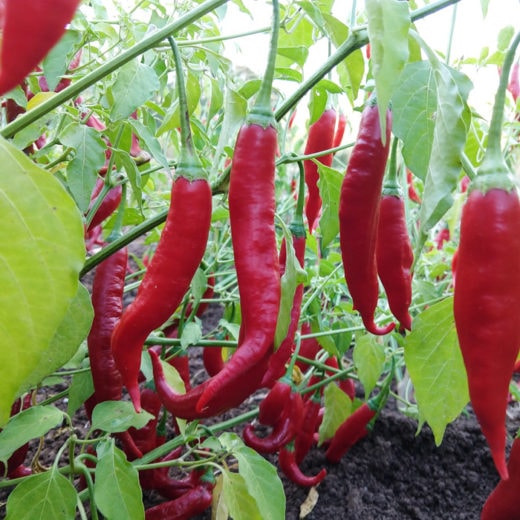 red pepper seeds for planting Aji Colorado Pepper Seeds 50+ Seeds