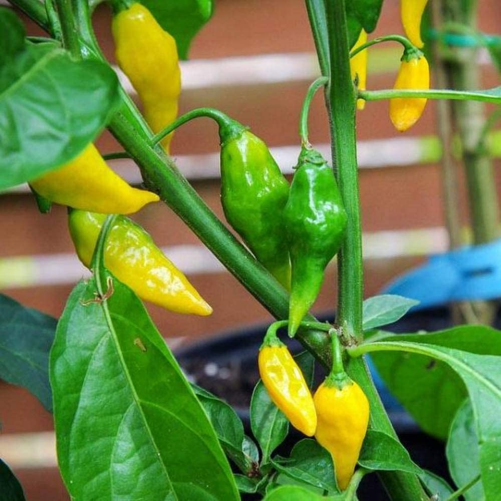 Aji Gold (Limon) Pepper Seeds Novelty