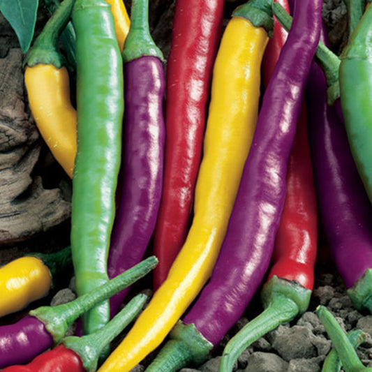Pepper Joe's Cayenne pepper seeds - pile of Cayenne peppers
