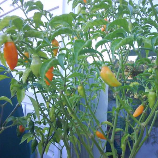 Pepper Joe's Datil plants for sale