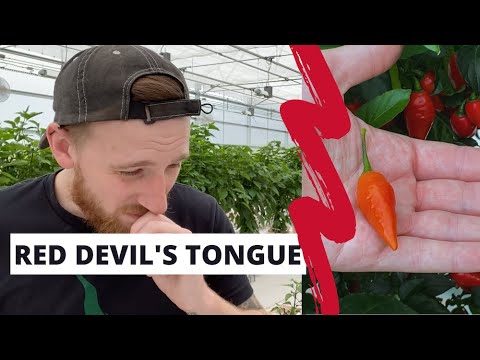 Nate eats a Red Devil's Tongue pepper (300,000-500,000+ SHUs) and tears up! Pepper Talk from Pepper Joe's