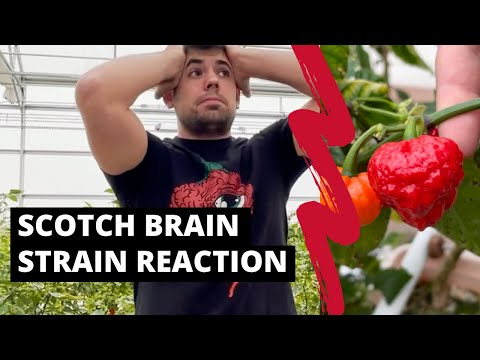 Red Scotch Brain Strain Pepper Seeds (7 Pot Strain)