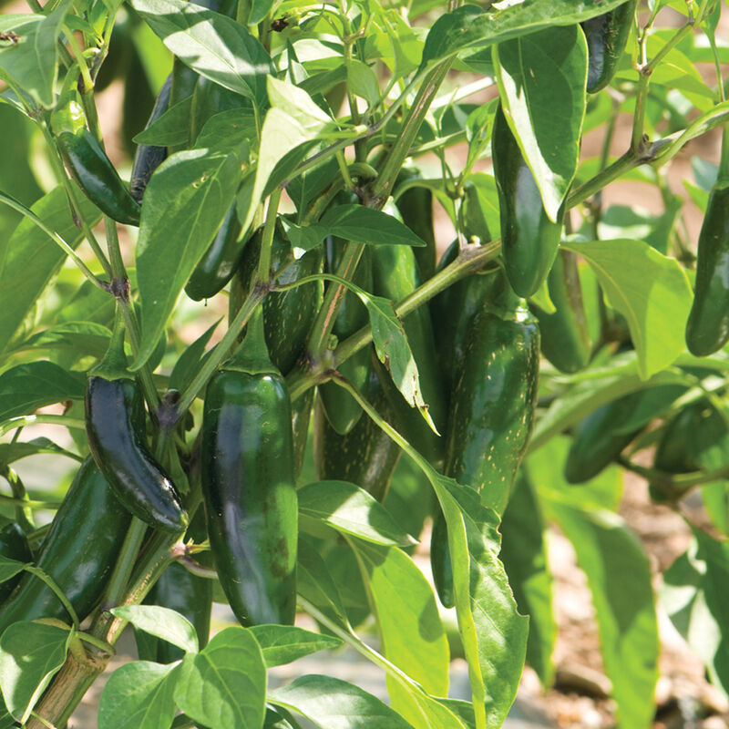 Pepper Joe's Jalafuego F1 Pepper Seeds