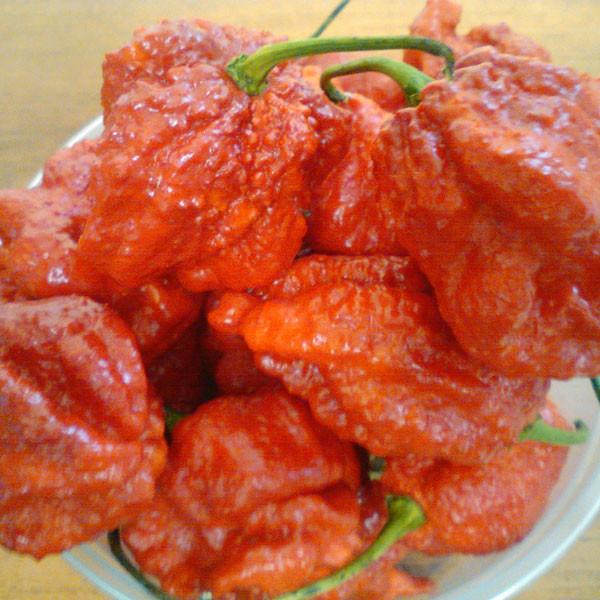 Moruga Satan Strain - Hot Pepper - Pepper Joe's