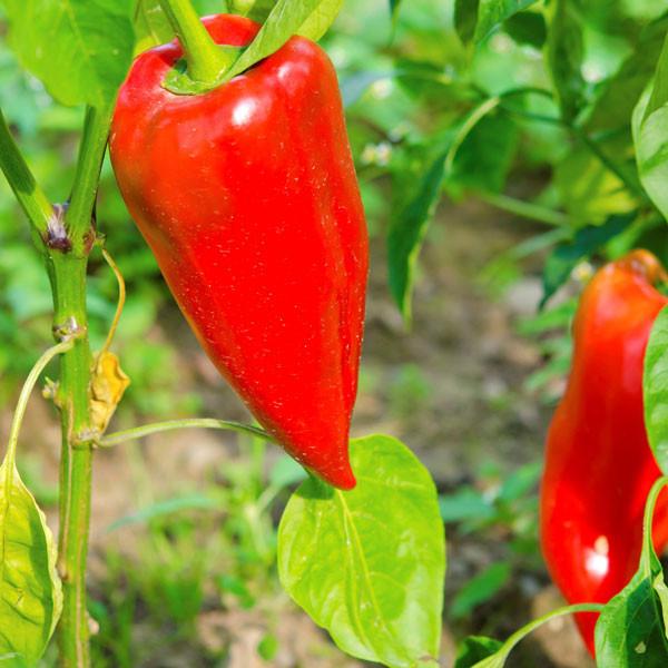 paprika plant seeds Leutschauer Pepper Seeds by Pepper Joe's