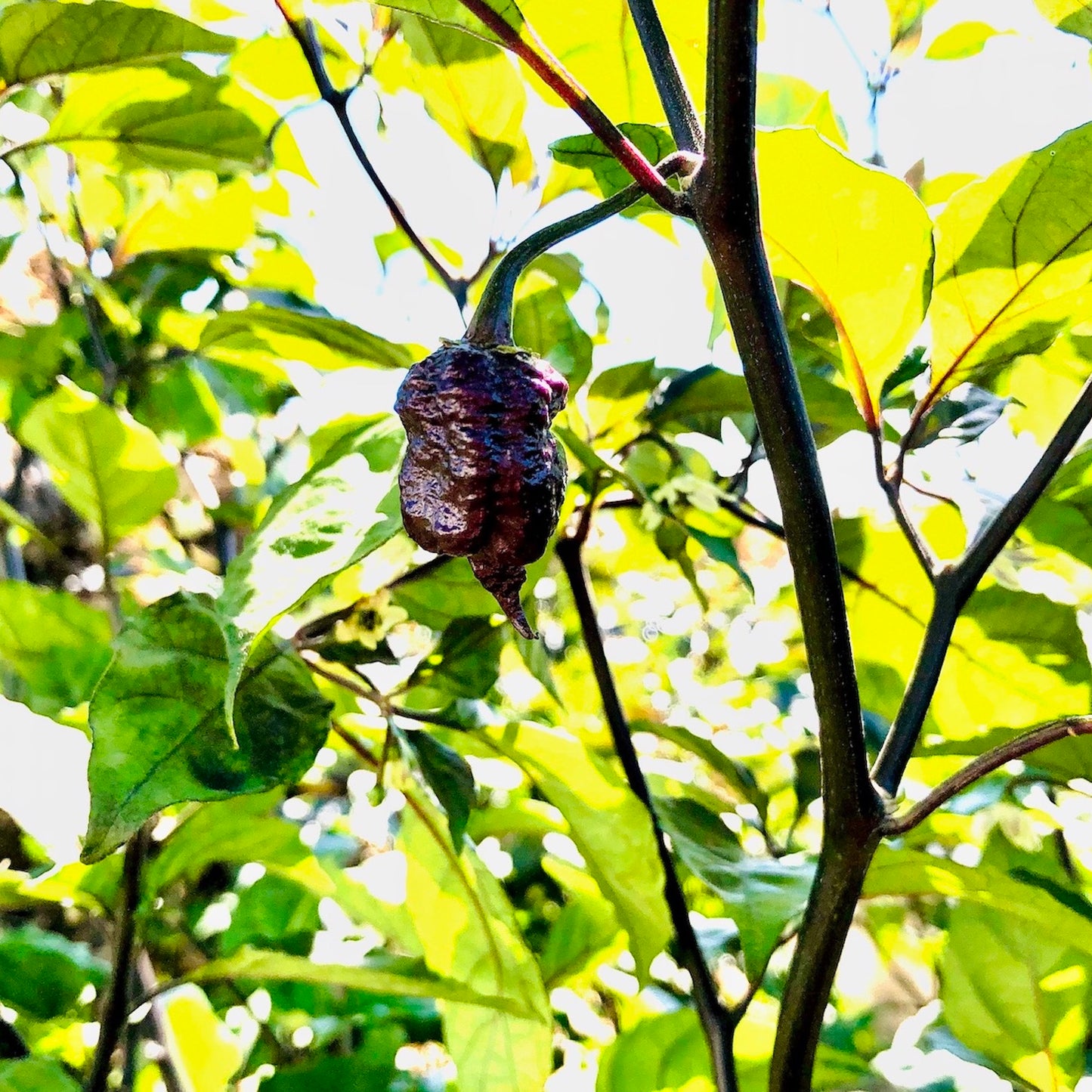 Pepper Joe's Reaper Sbagliato chili seeds - Reaper Sbagliato pod on plant