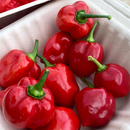 Pepper Joe's Red Savina Habanero fresh peppers for sale