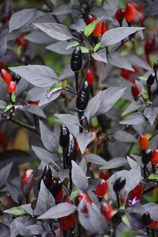 Pepper Joe's Royal Black Pepper Seeds