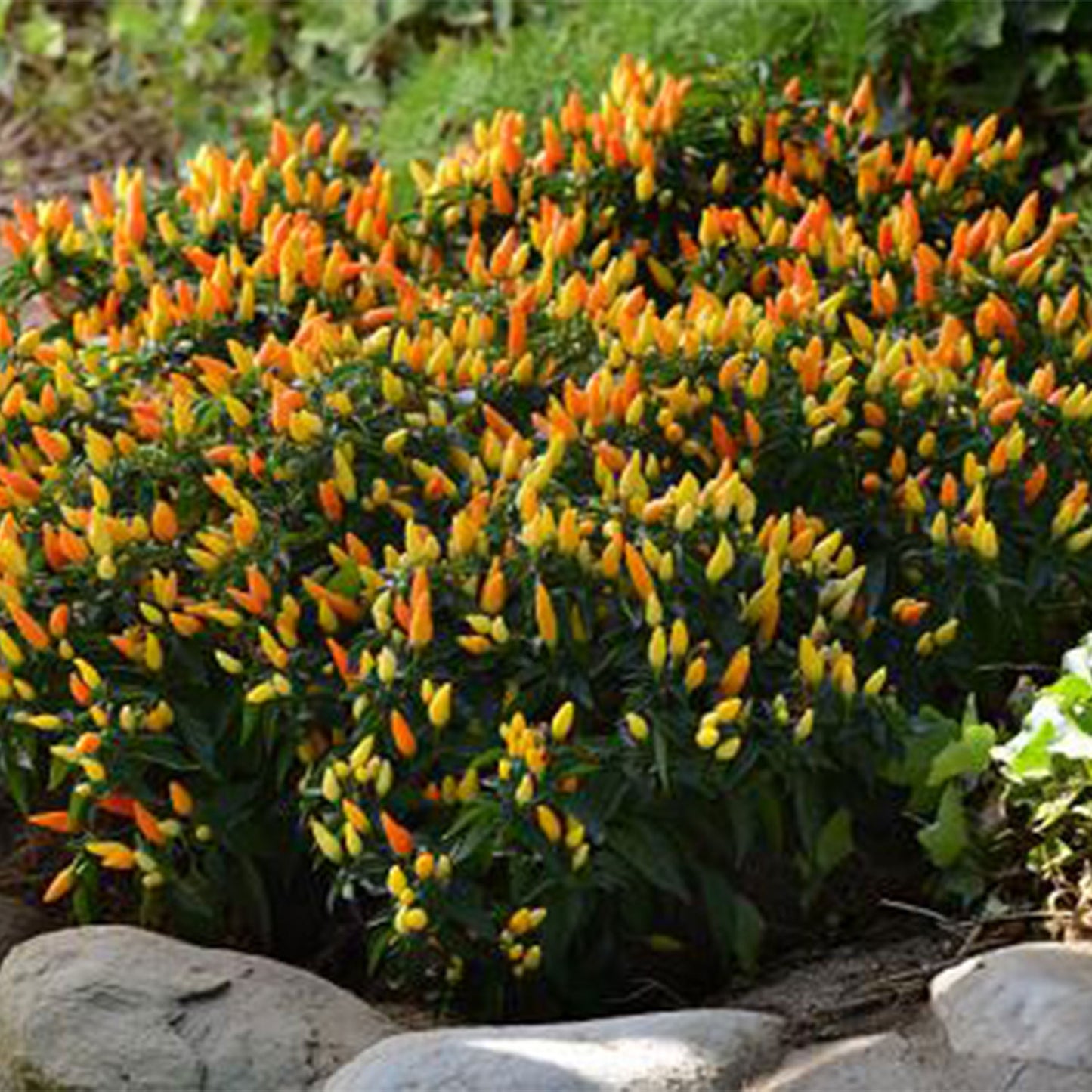 Pepper Joe's Sedona Sun Peppers seeds - multiple orange and yellow small peppers on plant image