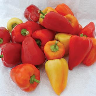 Pepper Joe's Snick Snack pepper seeds - multiple Snick Snack pepper pods on table