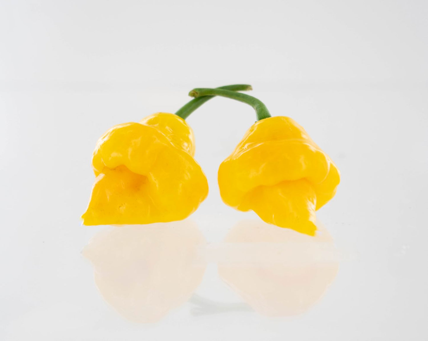 Pepper Joe's Trinidad Perfume chili seeds - two yellow peppers with stingers on white background