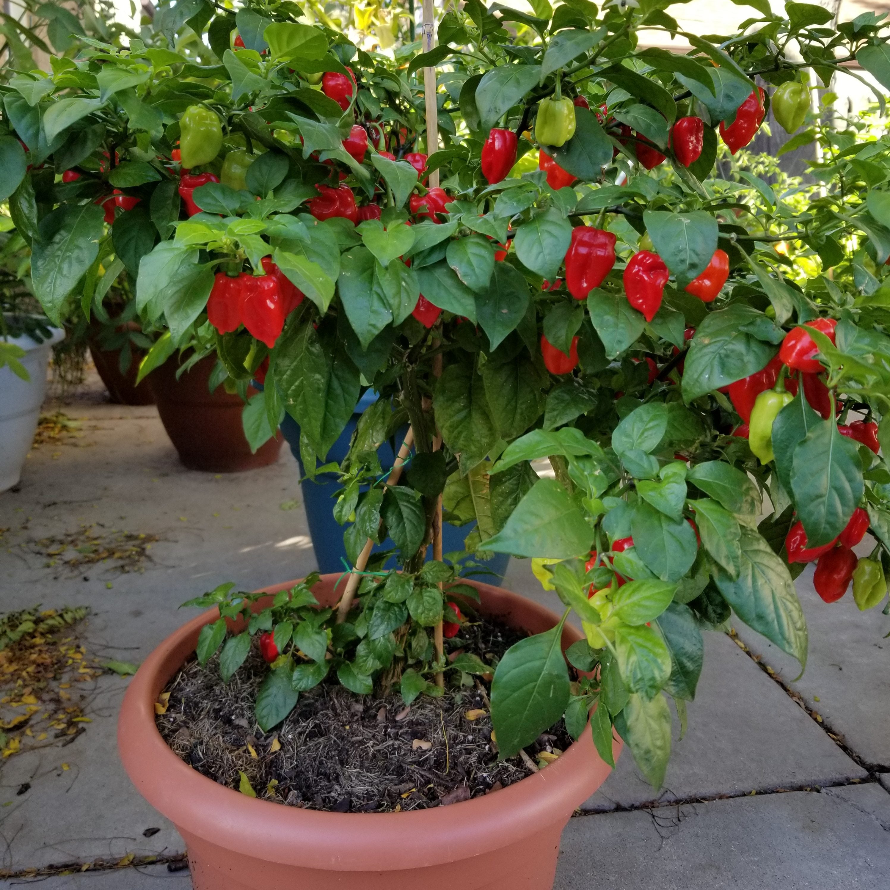 best fertilizers for peppers
