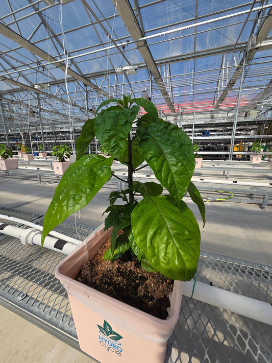lose-up of a Dragon's Breath pepper plant growing in a Dutch Bucket system in the main area of the Pepper Joe's greenhouse