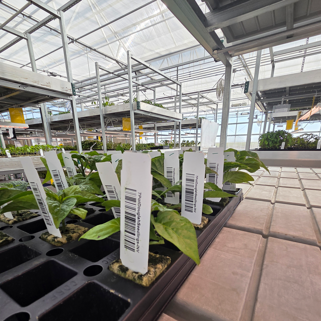 7 Pot Douglah pepper plants separated in individual rockwool cubes, labeled after quality checks, and ready for shipping from the greenhouse.