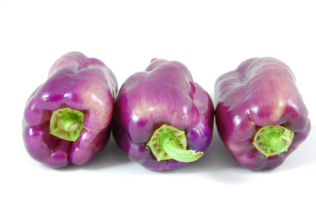 10 Types of Purple Peppers You Need to Try Growing