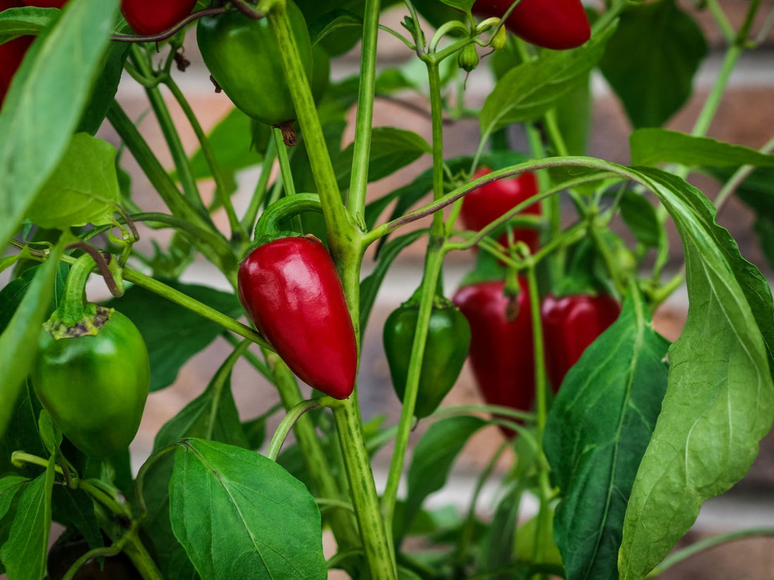 photo of an early maturing jalapeno pepper ripening to red