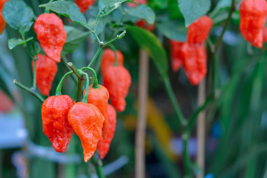 Ghost Pepper: Spotlighting the Superhot Pepper that Started it All