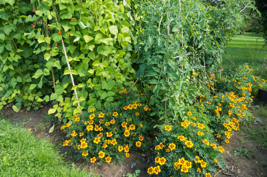 variety of companion plants growing next to pepper plant in a garden