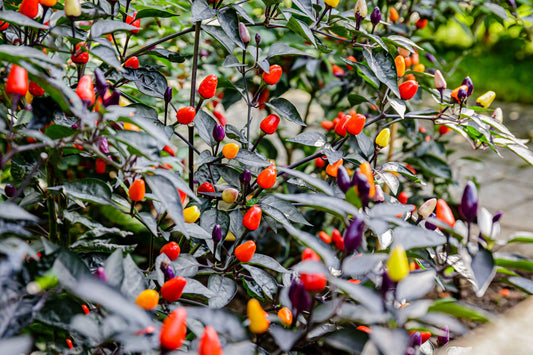 image of beautiful ornamental peppers blooming on a dark plant