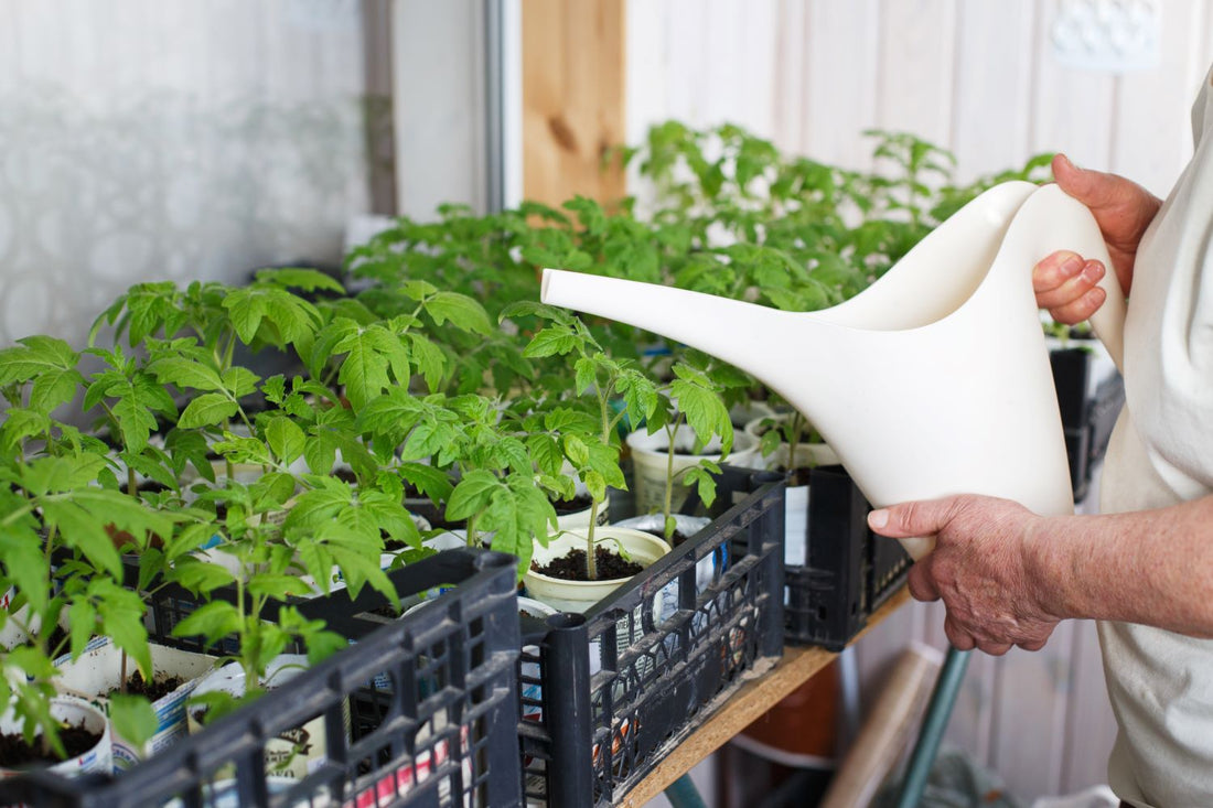 how often to water pepper plants