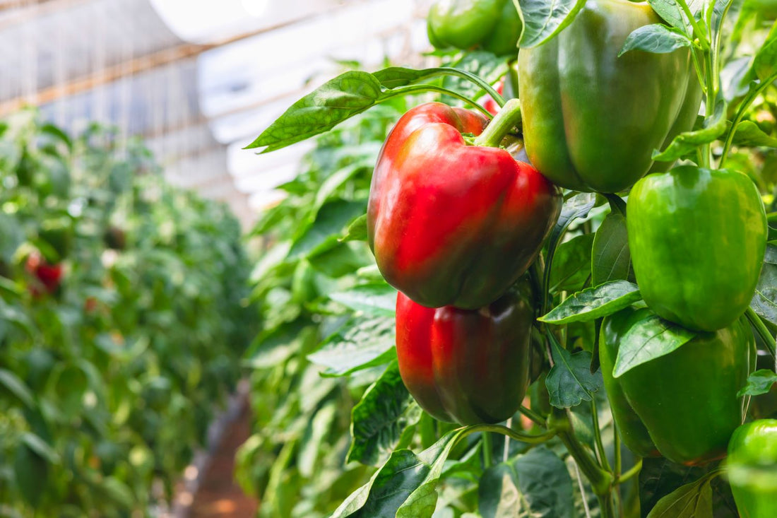 bell pepper fruiting on indoor plant