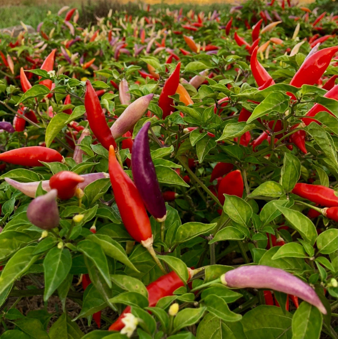 Aji Omnicolor Pepper plant bearing color fruit.