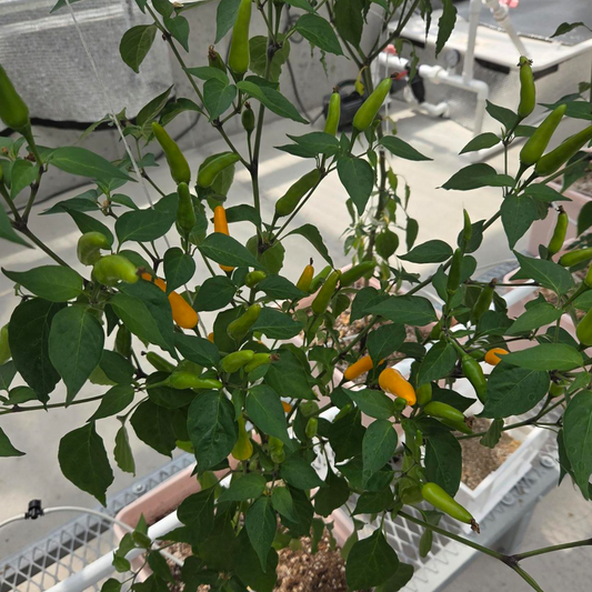Week 32 brings big news from the Pepper Joe's greenhouse - Dragon's Breath peppers hit full red, fruit is developing across every growing environment, and the team troubleshoots yellow leaves on Dutch bucket plants.