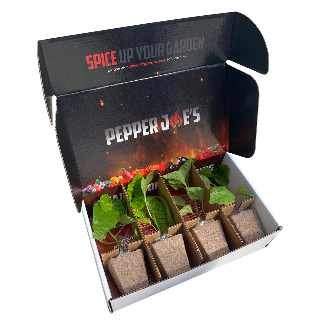 live pepper plants in shipping box from pepper joe's