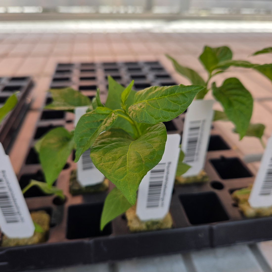 Weekly Greenhouse Update: We Shipped HOW Many Pepper Plants?!