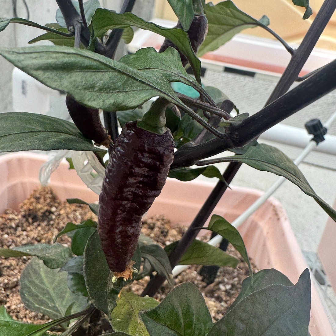 Weekly Greenhouse Update: Wet Wall Pad Maintenance, Dutch Bucket Troubleshooting, and Peppers Popping