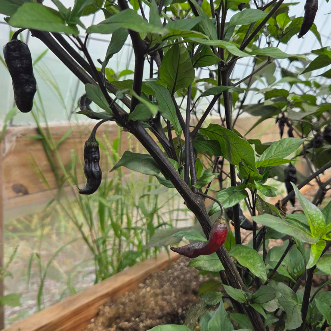 Black Naga Twister pepper caught mid-color change in a hoop house at the Pepper Joe's greenhouse, transitioning between dark purple and its ripe color