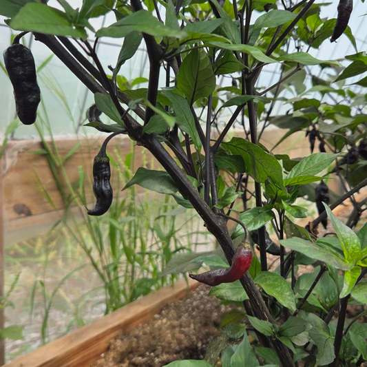 Black Naga Twister pepper caught mid-color change in a hoop house at the Pepper Joe's greenhouse, transitioning between dark purple and its ripe color