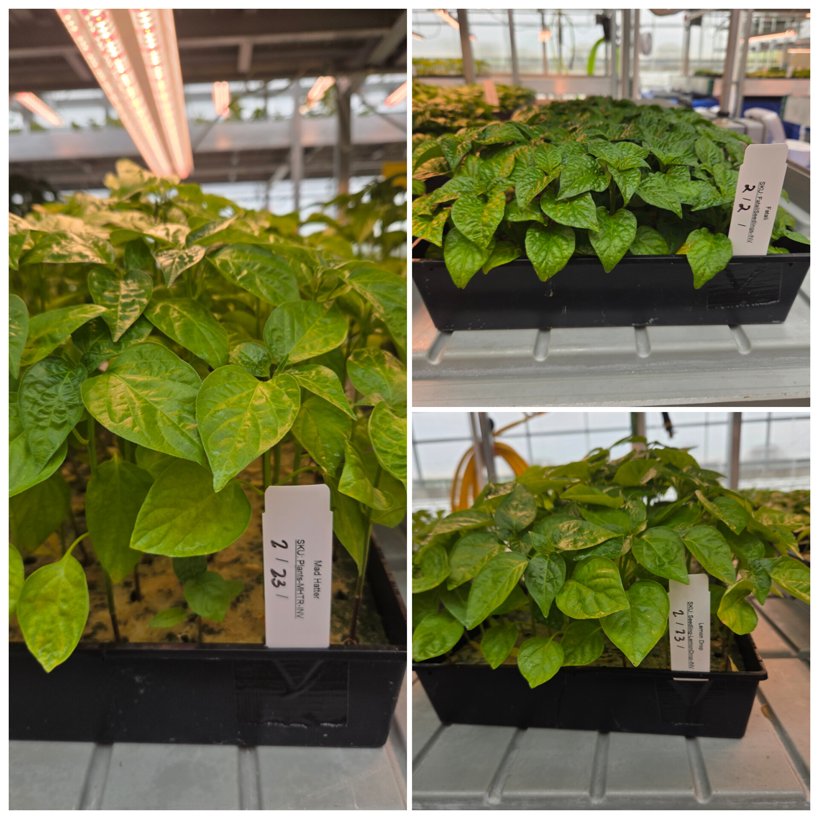 Weekly Greenhouse Update: Stronger Plants & Improved Efficiency ...
