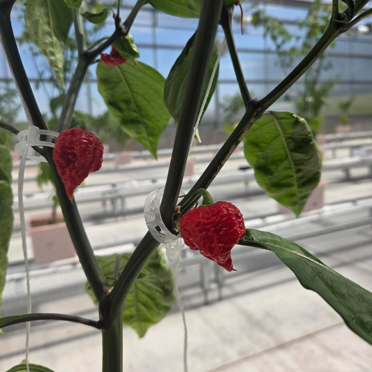 Week 34: Dragon's Breath Ripening, Wet Wall Cleaning & Grow Bag Peppers