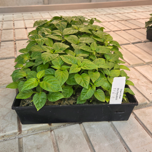 Dragon's Breath pepper plants growing in rockwool cubes awaiting transplant into Dutch Bucket hydroponics system