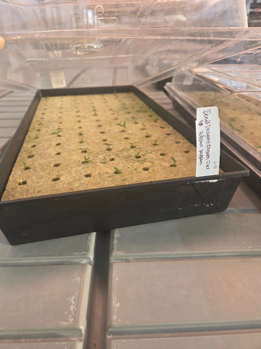 Weekly Greenhouse Update: Planting, Early Rockwool Cutting & Moisture Control