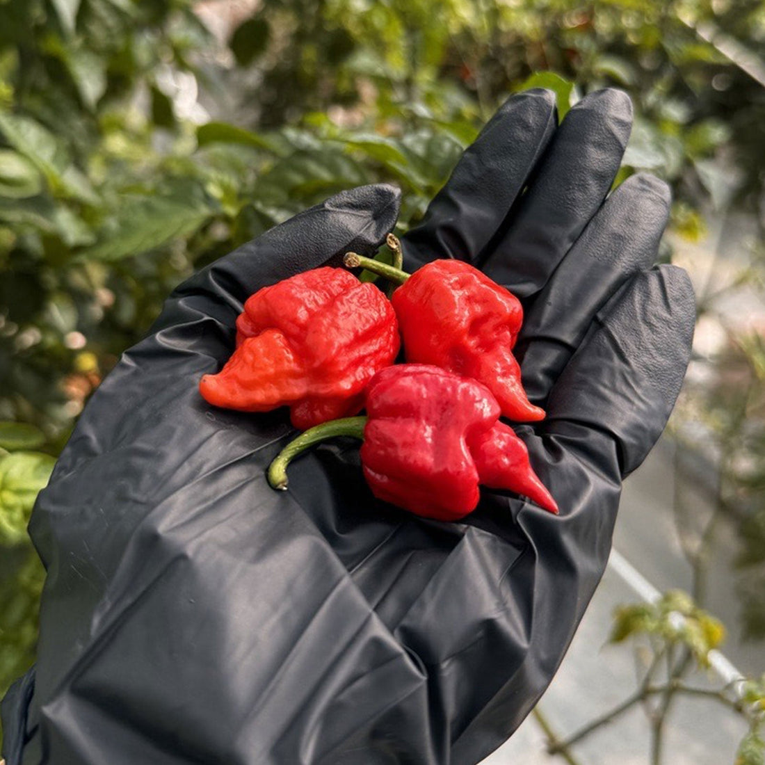 Dragon's Breath pepper pods in a black gloved hand.