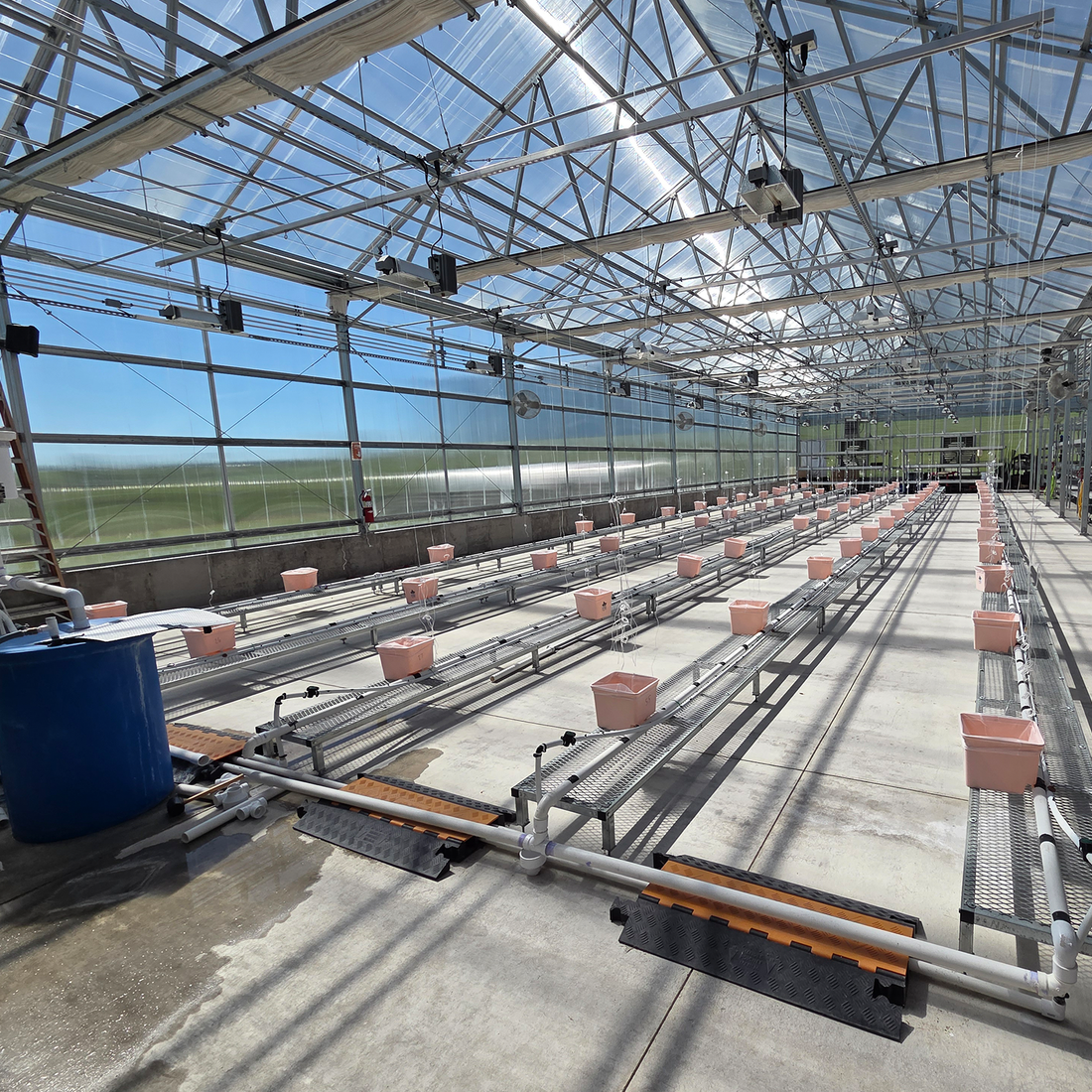 Full view of a Dutch Bucket hydroponic system showing buckets, drip lines, and reservoir setup for growing peppers