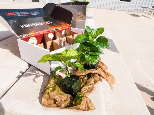 Hardening Off Pepper Seedlings: When & How to Transplant Successfully