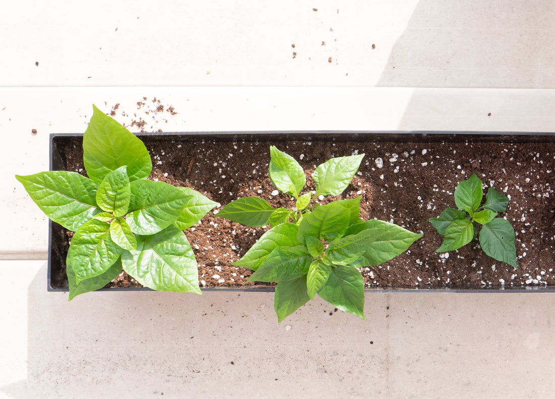 Recently transplanted pepper plants in a container adjusting to new soil and growing conditions