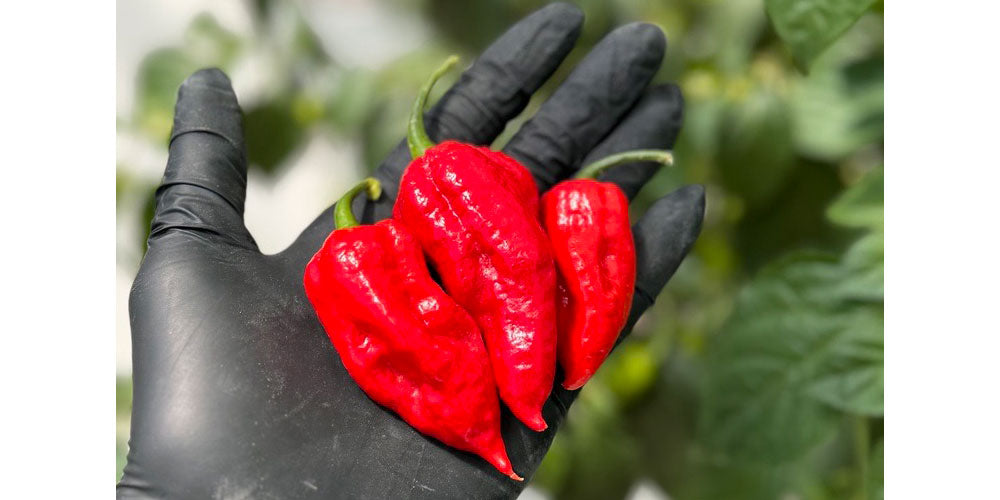 Ghost Pepper (Bhut Jolokia): The Superhot That Changed Pepper History